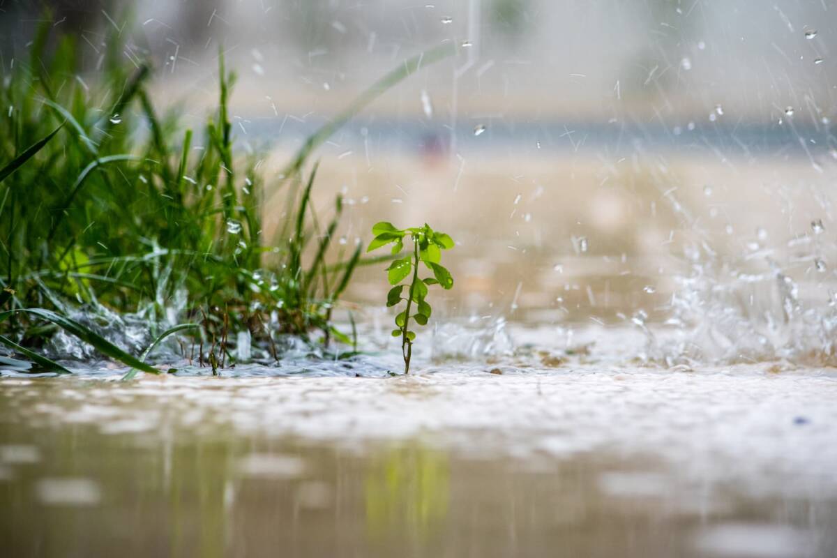 Comment récupérer l’eau de pluie ? Saverne